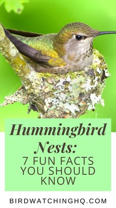 a bird sitting on top of a nest with the words hummingbird nests 7 fun fact you