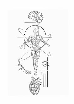 a diagram of the human body and its major functions, including the heart, brain, and circulator