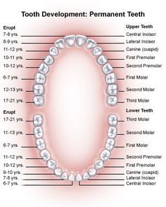 See whenwhere teeth typically erupt in your children's mouths Future Dental Hygienist, Dental Awareness, Dental Terminology, Dental Assistant School, Dental Sealants