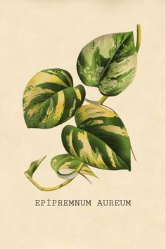 a green and yellow plant with the words epifremium aurum on it