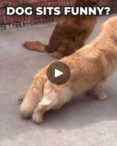 two dogs are playing with each other on the sidewalk and one dog has his paw in the air