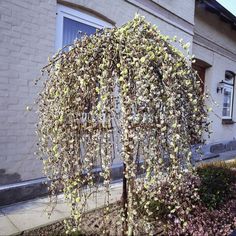 an umbrella shaped tree in front of a building with flowers growing out of it's branches