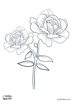 two peonies on a white background