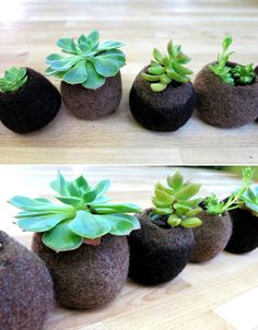 there are several small plants in the rocks on the table and one is growing out of it