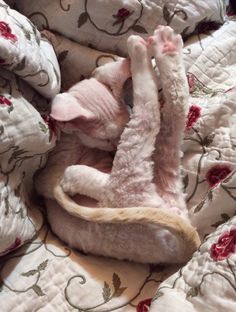 two kittens are playing with each other on the bed together and one is curled up