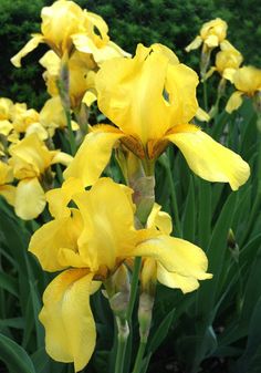 some yellow flowers are growing in the grass