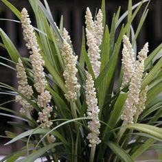 some white flowers that are in a vase