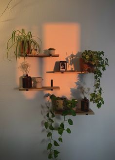 three wooden shelves with plants on them against a white wall in the sunlight, one shelf is filled with potted plants