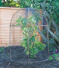 a small green plant growing inside of a metal cage in a garden next to a tree