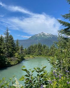 a river running through a lush green forest filled with lots of trees next to a snow covered mountain