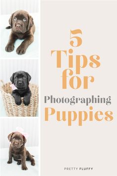 the top five tips for photographing puppies with text overlay that reads 5 tips for