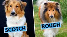 two collages of dogs holding signs that say couch and rough