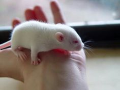 a small white rat sitting on top of someone's hand next to a window