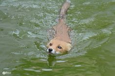 a dog is swimming in the green water