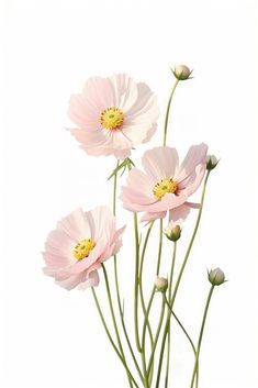 three pink flowers in a vase on a white background