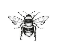 a black and white image of a bee on a white background with the words bees written below it