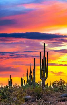 the sun is setting behind some tall cactus trees in the desert with purple, yellow and pink clouds