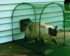 a cat in a cage on the outside of a house that is fenced off