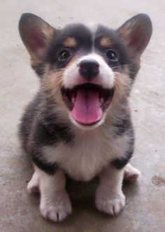 a small dog sitting on the ground with its mouth open