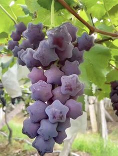 some grapes are growing on the vine