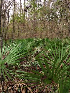 a forest filled with lots of green plants and trees