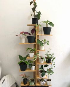 a wooden shelf filled with potted plants next to a toilet