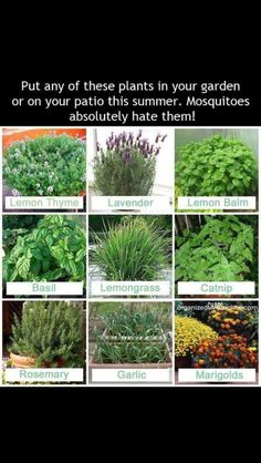 an image of plants that are on twitter