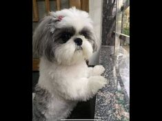 Shih Tzu, Pet Dogs, Cute Dogs, Cute Animals, Puppies, Dogs, Animals