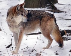 a wolf standing in the snow next to a tree