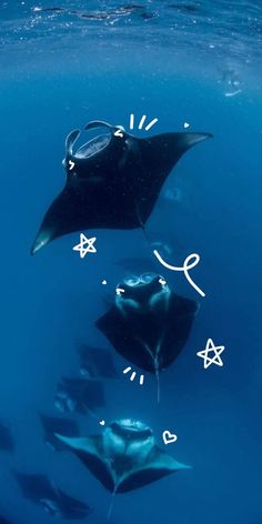 two black and white stingfish swimming in the ocean