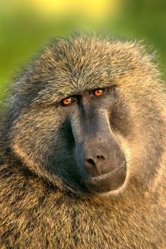 a baboon is looking at the camera with an intense look on his face