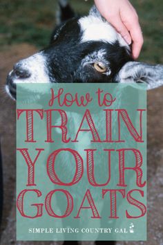 a person petting a goat with the words how to train your goats on it