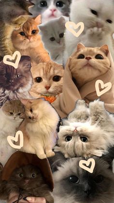 a collage of cats with hearts in the middle and one cat wearing a hat