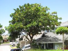 a car parked in front of a tree on the side of a road next to a house