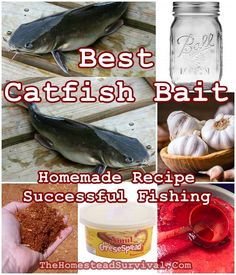 the best catchfish bait homemade recipe for successful fishing