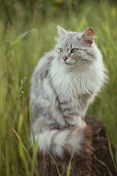 a fluffy white cat sitting on top of a tree stump in the middle of tall grass