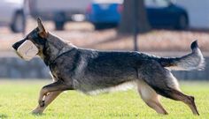 a dog running with a frisbee in its mouth