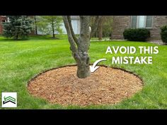 a tree that has been trimmed with mulch