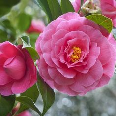 two pink flowers with green leaves on them