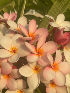 a bunch of pink and white flowers with green leaves in the backgrounnd