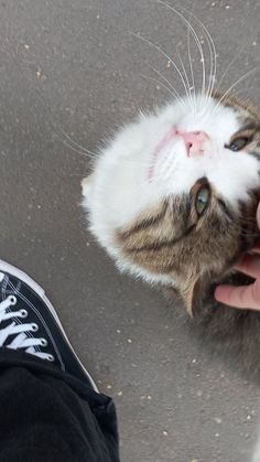 a cat is being petted by someone's hand on the ground in front of him