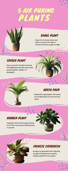 the different types of house plants