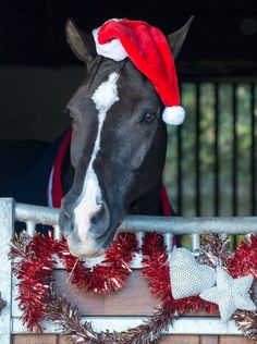 a black and white horse wearing a santa hat looking over a fence with red tinsel garlands