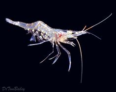 a large shrimp with long legs on it's back legs, in the dark