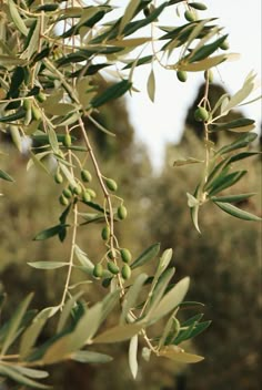 olives growing on an olive tree in the sun