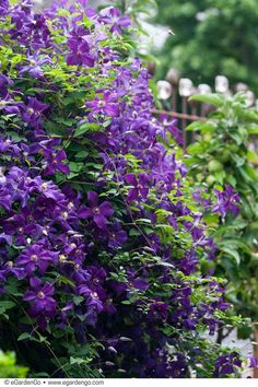 purple flowers growing on the side of a fence