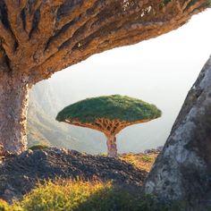 a tree that is growing out of the ground