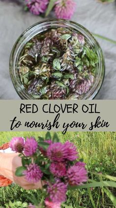 red clover oil in a glass jar with pink flowers on the ground and text overlay that reads, red clover oil to nourish your skin