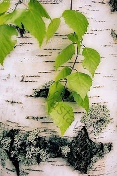 green leaves growing on the bark of a birch tree