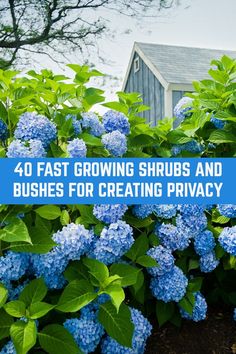 blue flowers with the words 40 fast growing shrubs and bushes for creating privacy